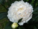 Chiffon Parfait peony photo