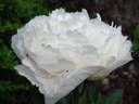 Chiffon Parfait peony photo