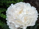 Chiffon Parfait peony photo