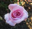 Rita Sammons rose photo