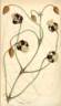 <i>C. smilacifolia</i> Wall. clematis photo