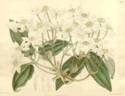 <i>C. armandii</i> Franchet clematis photo