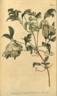<i>C. calycina</i> Aiton synonym clematis photo