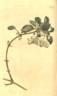 <i>C. cirrhosa</i> L. clematis photo