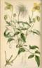 <i>C. graveolens</i> Lindl. clematis photo