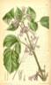 <i>C. tubulosa</i> var. <i>hookeri</i> synonym clematis photo