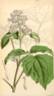 <i>C. tubulosa</i> Turcz. synonym clematis photo