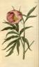 <i>P. anomala</i> L. peony photo