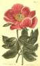 <i>P. arietina</i> Anders. peony photo
