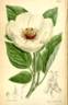 <i>P. wittmanniana</i> Hartwiss ex Lindl. synonym peony photo
