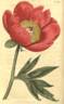 <i>P. officinalis</i> Retz. peony photo