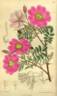 <i>Rosa sertata</i> Rolfe rose photo