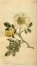 R. spinosissima hispida rose photo