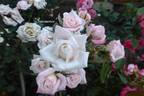 Innocence rose photo