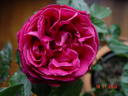 Senteur Royale ® rose photo