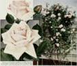 Gainsborough rose photo