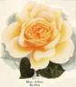 Madame Albert Barbier rose photo