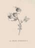 <i>Rosa X hibernica</i> Templeton rose photo
