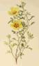 <i>Rosa hardii</i> rose photo
