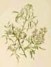 <i>Rosa watsoniana</i> Crépin syn. rose photo