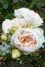 Addictive Lure rose photo