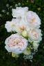 Addictive Lure rose photo