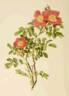 <i>Rosa</i> X <i>jacksonii</i> Willm. rose photo