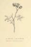 <i>Rosa</i> X <i>jacksonii</i> Willm. rose photo