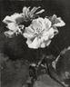 Pissardii rose photo