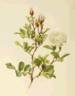 Maria Leonida rose photo