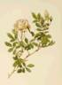 <i>Rosa involucrata</i> Roxburgh ex Lindley synonym rose photo