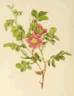 <i>Rosa cinnamomea</i> L. synonym rose photo