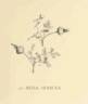 <i>Rosa sericea</i> Wall. ex Lindl. rose photo