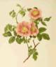 <i>Rosa laxa</i> Retzius rose photo