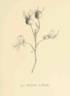 <i>Rosa laxa</i> Retzius rose photo