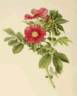 <i>Rosa</i> X <i>calocarpa</i> rose photo