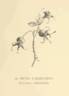 <i>Rosa</i> X <i>calocarpa</i> rose photo