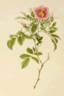 <i>Rosa humilis</i> var. <i>grandiflora</i> Baker Synonym rose photo