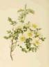 <i>R. spinosissima</i> var. <i>altaica</i> rose photo