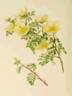 Rosa spinosissima var. hispida rose photo
