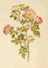 <i>R.</i> X <i>involuta</i> var. <i>wilsonii</i> Baker rose photo