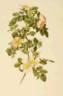 <i>Rosa X hibernica</i> Templeton rose photo
