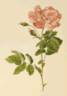 <i>Rosa l'heritierana</i> Redouté rose photo