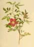 <i>Rosa blanda</i> Aiton rose photo