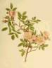 <i>Rosa blanda</i> var. <i>Willmottiana</i> rose photo