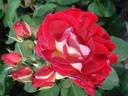 Aline Mayrisch Rose rose photo