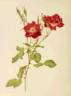 <i>Rosa borboniana</i> Desp. rose photo