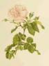 Souvenir de Madame Auguste Charles rose photo