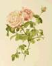 <i>Rosa provincialis</i> var. <i>variegata</i> Hort. rose photo