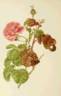 <i>Rosa provincialis</i> var. <i>Bullata</i> Hort. rose photo
